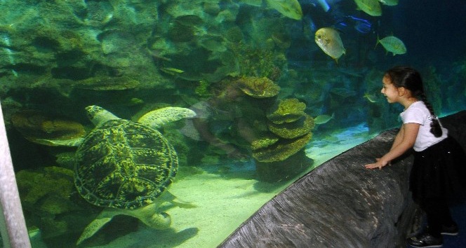 Avrupa akvaryumlarındaki en büyük deniz kaplumbağalarından Iggy İstanbul’da