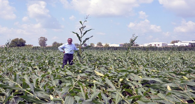 Adana’da hortum tarım alanlarına zarar verdi