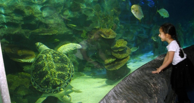 Avrupa akvaryumlarındaki en büyük deniz kaplumbağalarından Iggy İstanbul&#039;da