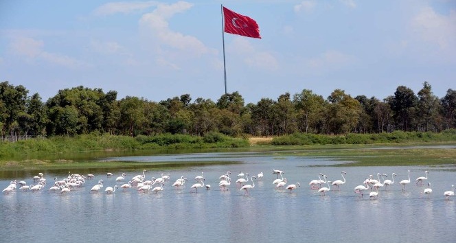 Aliağa Kuş Cennetini flamingolar renklendiriyor