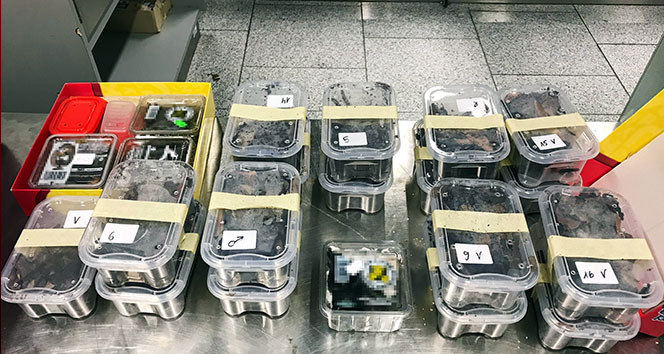 Almanya’da bir yolcunun bagajında 22 tarantula çıktı