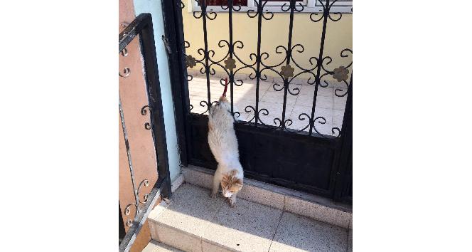 Demir kapıya sıkışan kediyi itfaiye kurtardı