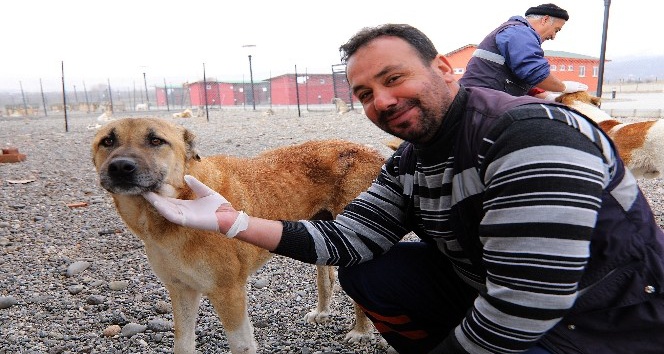 Bingöl Belediyesi Hayvan Bakımevi, onların evi oldu