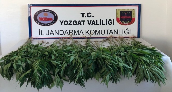 Jandarma ekipleri 71 kök hint keneviri ele geçirdi
