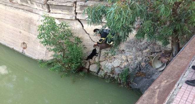 Nehre düşen yavru köpek kurtarıldı