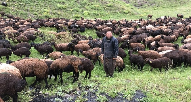 Çobanlar koyun sürüsüyle doluya tutuldu