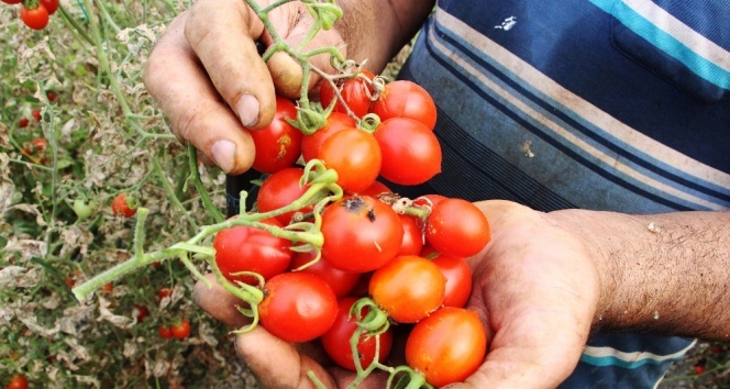 Antalya’da domates fiyatları yüzde 400 arttı