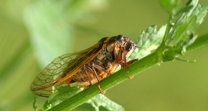 Kayısı üreticilerine ‘Ağustosböceği’ uyarısı