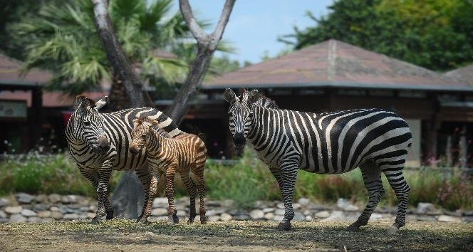 (ÖZEL HABER) - Bursa’da bir haftalık zebra yavrusu ilgi çekiyor