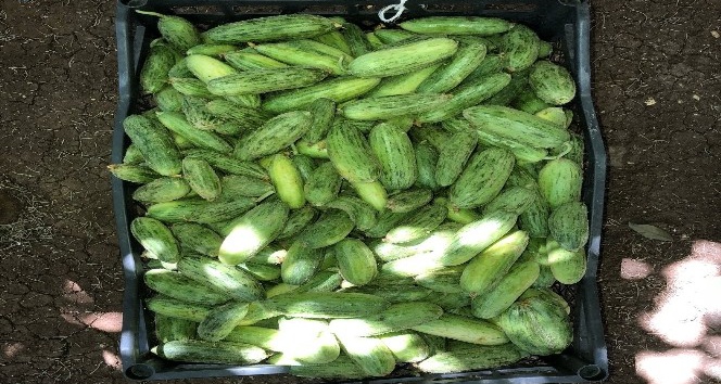 Kilis’te kurutmalık sezonu açıldı