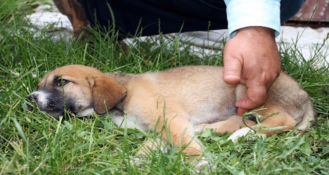 Sürücünün çarpıp kaçtığı yavru köpeğe şefkat eli