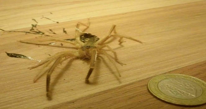 Bodrum’da etle beslenen Sarıkız örümceği görüldü