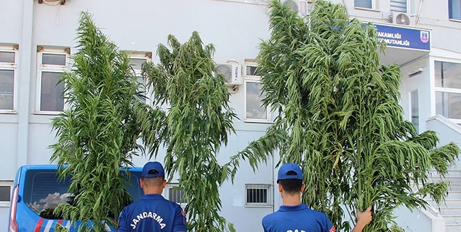 Tam 4 metre! Gören hayrete düştü