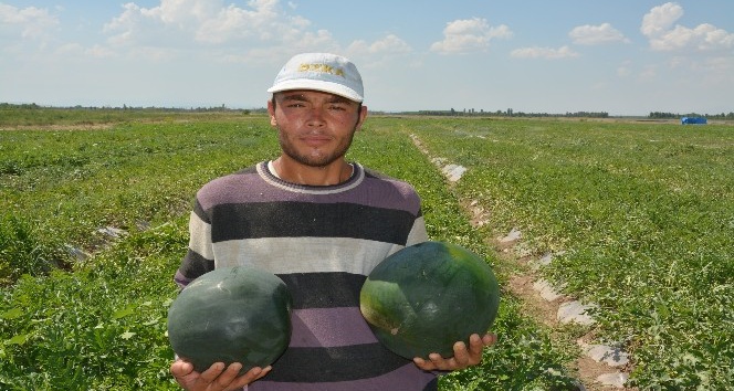Iğdır’da örtü altı karpuz hasadı başladı