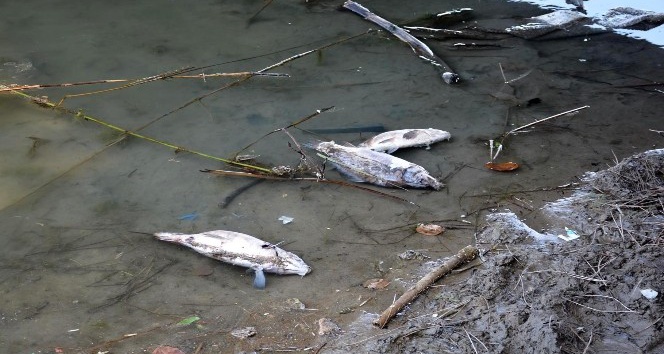 Sinop Sarıkum Göleti’nde balık ölümleri