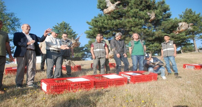 Tokat’ta bin 500 kınalı keklik doğaya salındı