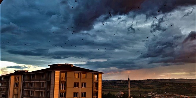 Görenler hayrete düştü! Herkes telefona sarıldı...