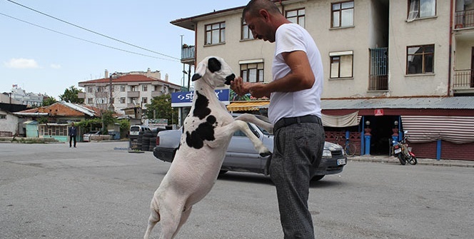 Annesi ölen kuzuyu sahiplendi! Yanından hiç ayrılmıyor