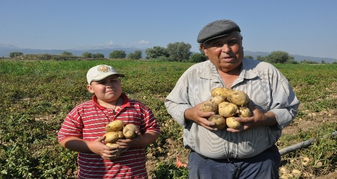 Sandıklı’da yeni mahsul patates hasadı başladı