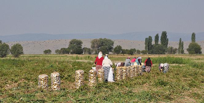 Çuval çuval yola çıktı! Fiyatlar çakılacak...