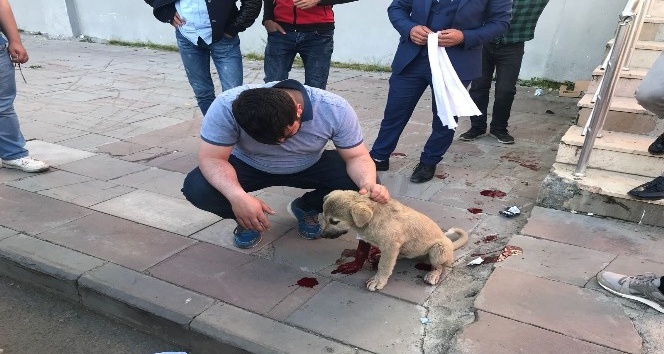 Yaralı köpeğin yardımına Başkan Toksoy ve hayvanseverler yetişti
