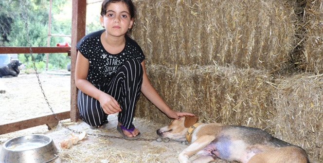 Bir facia daha! 'Bunu yapanı bulun'