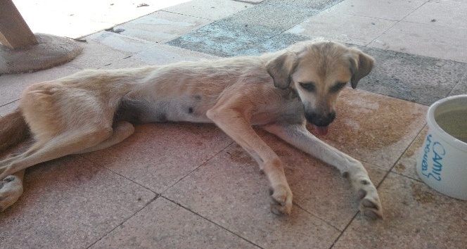 Kuyuda mahsur kalan köpek AFAD ekiplerince kurtarıldı