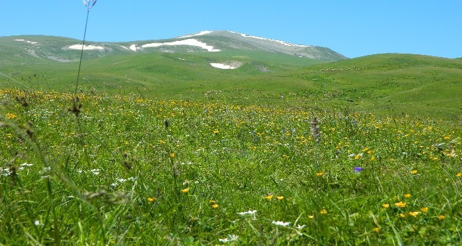 Urema yaylası karlı dağları ve rengarenk çiçekleri ile muhteşem bir doğal güzellik oluşturuyor