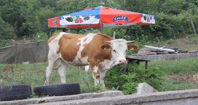 Kocaeli’de Kurban Bayramı öncesi şarbon paniği