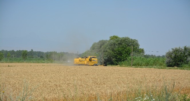Doğunun Çukurova’sında buğday hasadı başladı