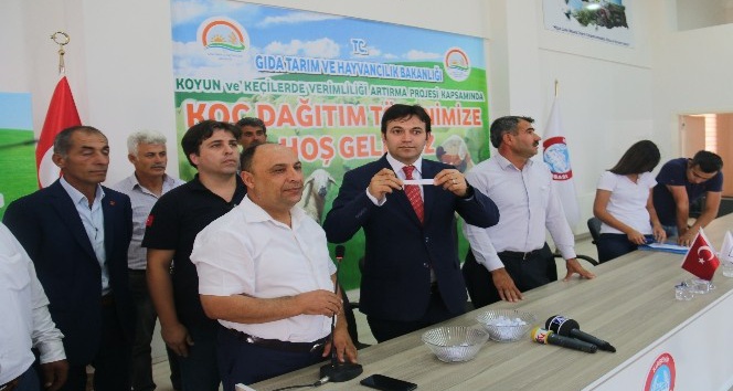 121 Üreticiye 121 damızlık koç dağıtıldı