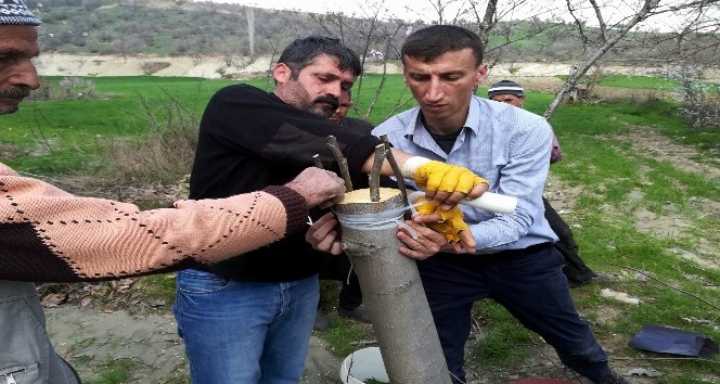 Diyarbakır’da 18 bin 842 meyve ağacı aşılandı
