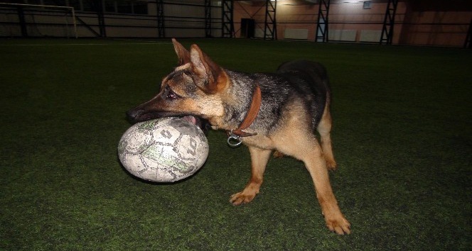Kurt köpeğinin futbol tutkusu
