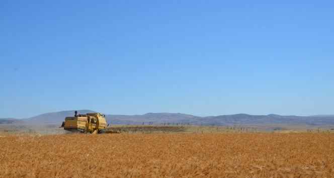Arguvan’da Sarı Bursa Buğdayı ekildi