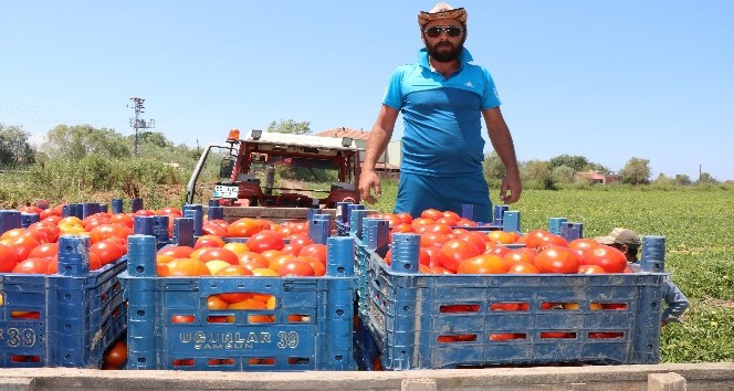 Bafra’da yetişen domates tüketicinin imdadına yetişti