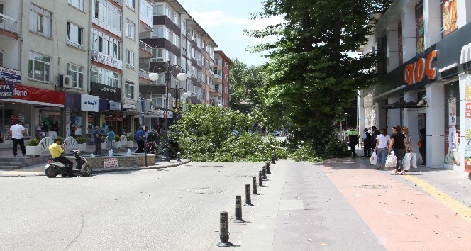 Dev ağacın dalı kırıldı, cadde trafiğe kapandı