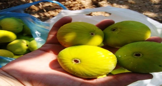 Aydın’ın dünyaca ünlü sarılop inciri olgunlaştı