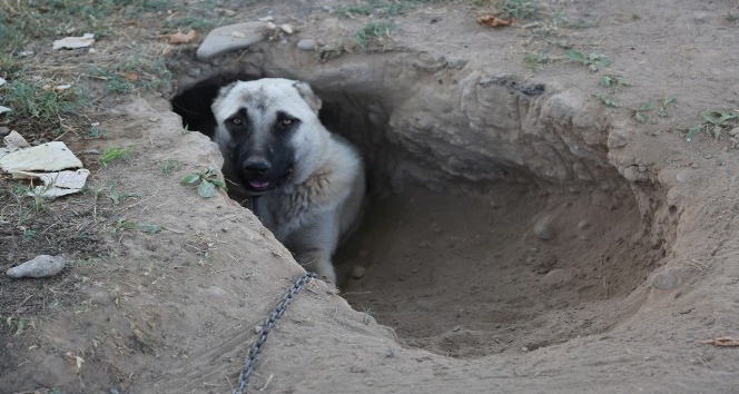 Kangal köpeği sıcaktan korunmak için çukur kazdı