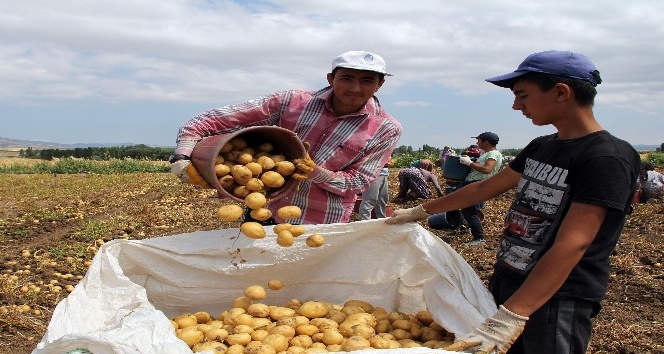 Çorum’da patates hasadı başladı