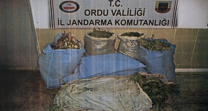 Ordu’da uyuşturucu operasyonlarında 10 gözaltı
