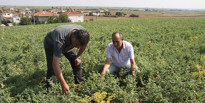İlk kez ekildi! Asker, öğrenci ve mahkumları doyuracak...