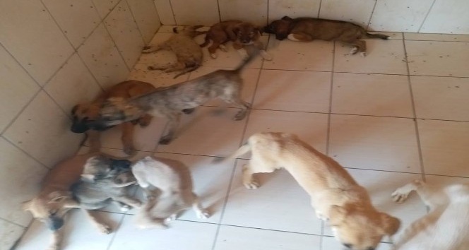 Denizli hayvan barınağında yürek sızlatan görüntü