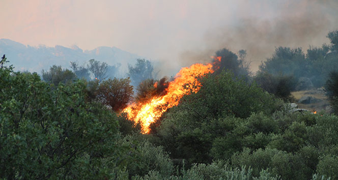Mersin&#039;de zeytinlik ve ormanlık alanda yangın