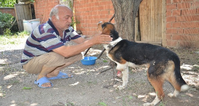 Yaban hayvanlarının yaraladığı av köpeğine şefkat eli uzandı