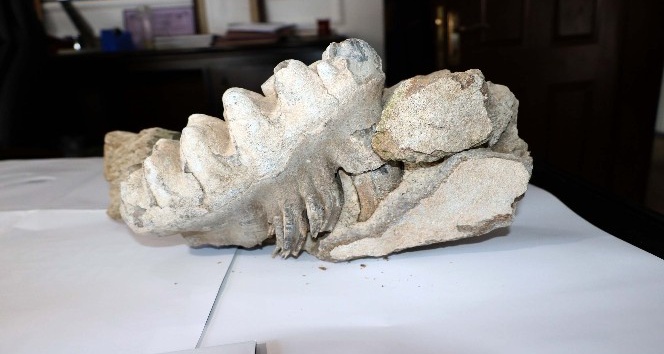Yozgat’ta 9 milyon yıllık ’mamut’ fosili bulundu