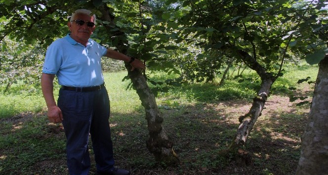 Fındıkta tek dal maliyeti düşürürken, verim ve kaliteyi artırıyor