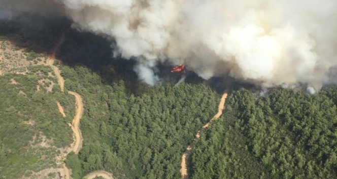 İzmir Bayındır&#039;da orman yangını!