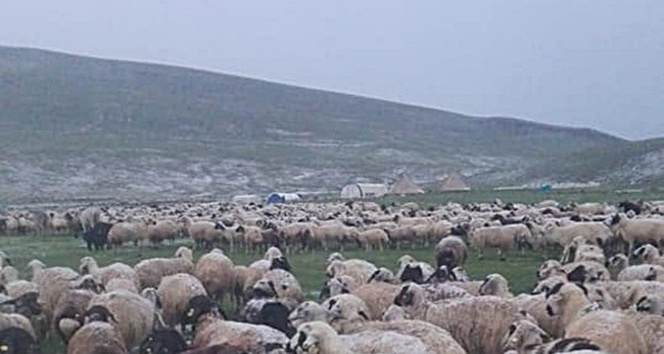 12 saatlik yağış nedeniyle çobanlar yaylada mahsur kaldı
