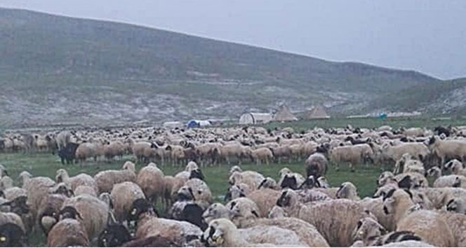 12 saatlik yağış nedeniyle çobanlar yaylada mahsur kaldı