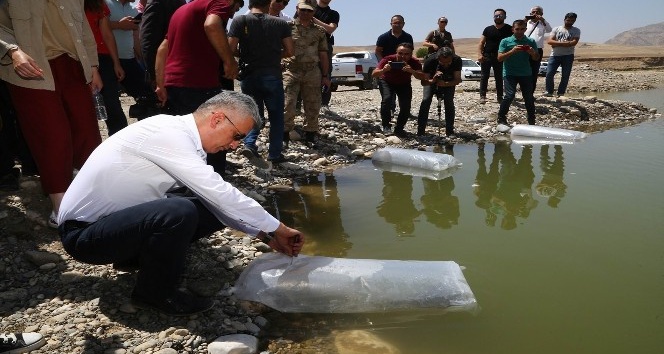 Yavru balıklar Dicle’ye kavuştu